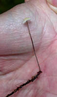 A hand held fruiting body shows how tiny it is and as it was growing on cedar needles.